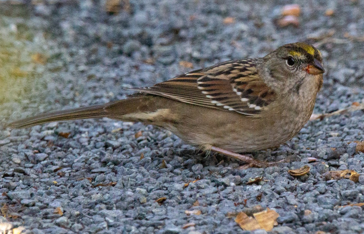 Golden-crowned Sparrow - ML642294108