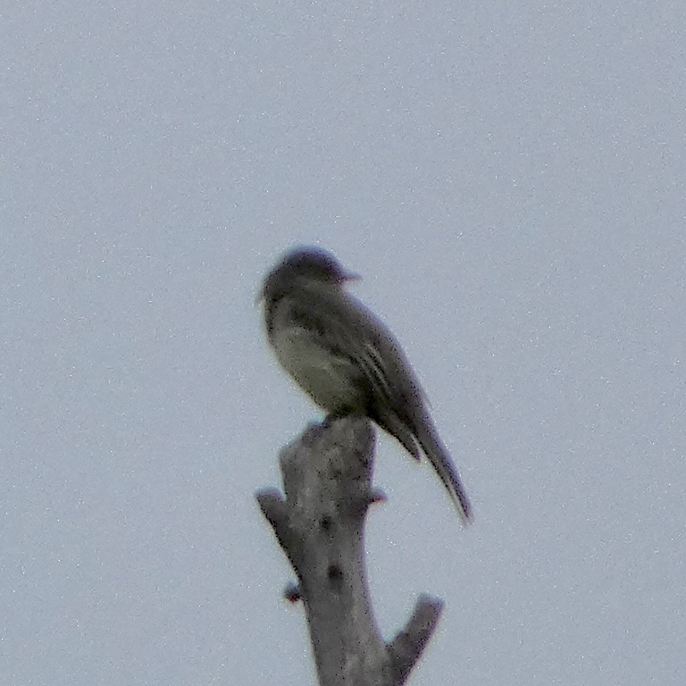Eastern Phoebe - ML642294110