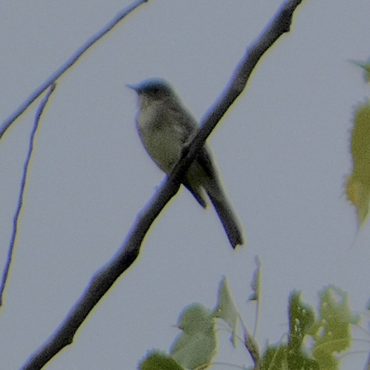Eastern Phoebe - ML642294112