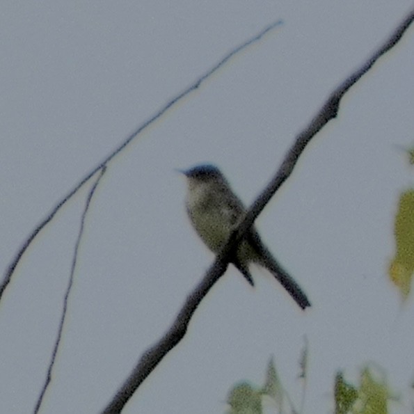 Eastern Phoebe - ML642294113
