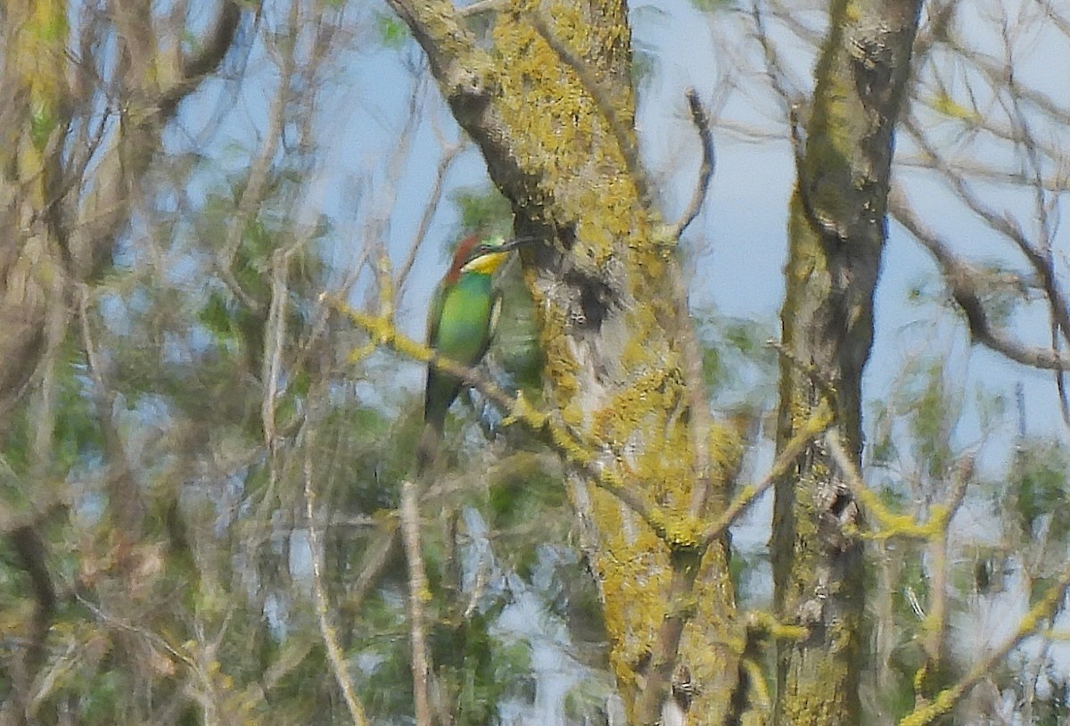 European Bee-eater - ML642294116