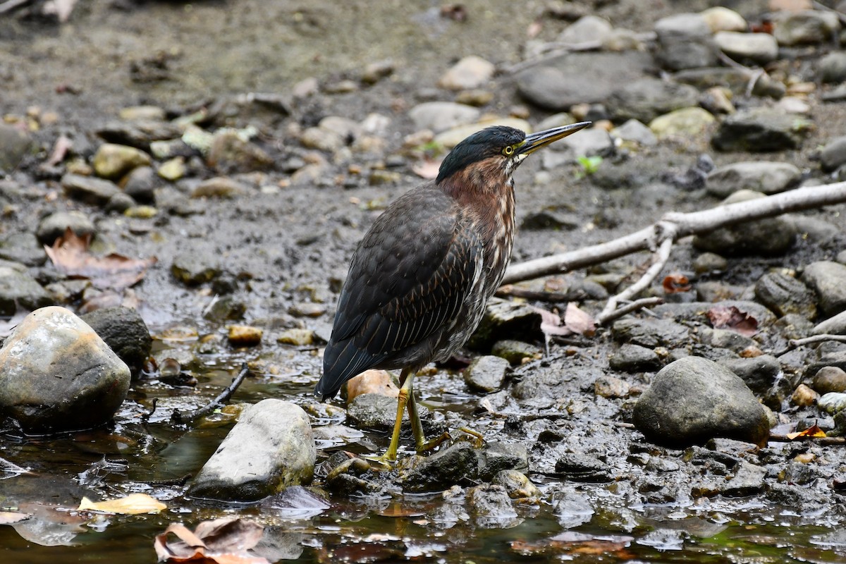 Green Heron - ML642294125