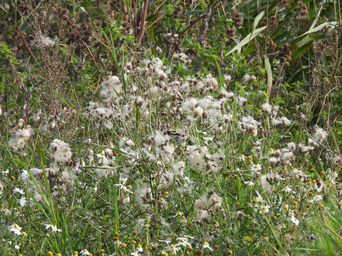 European Goldfinch - ML642294136