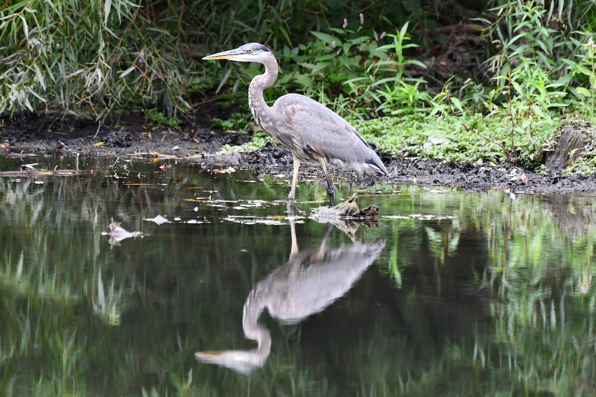 Great Blue Heron - ML642294140