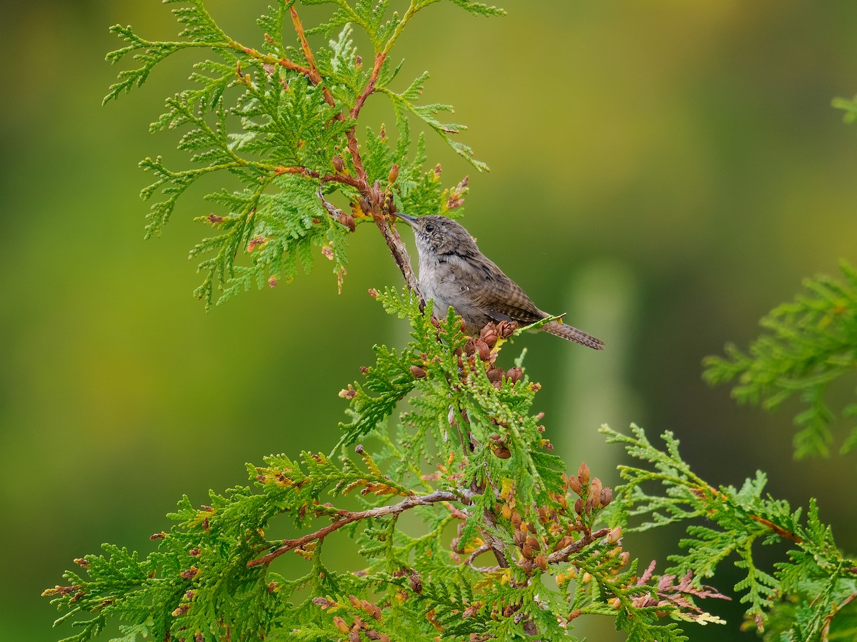 Northern House Wren - ML642294150