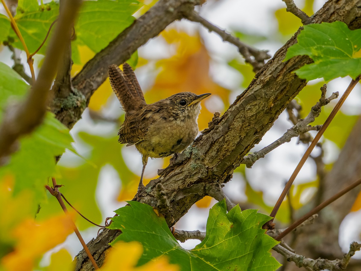 Northern House Wren - ML642294151