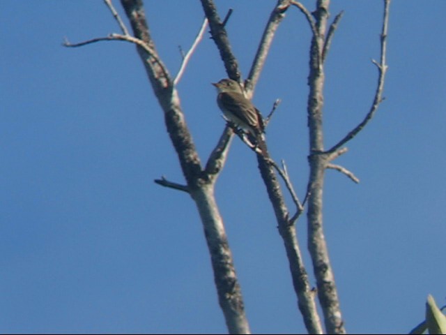 Northern Tropical Pewee - ML642294157