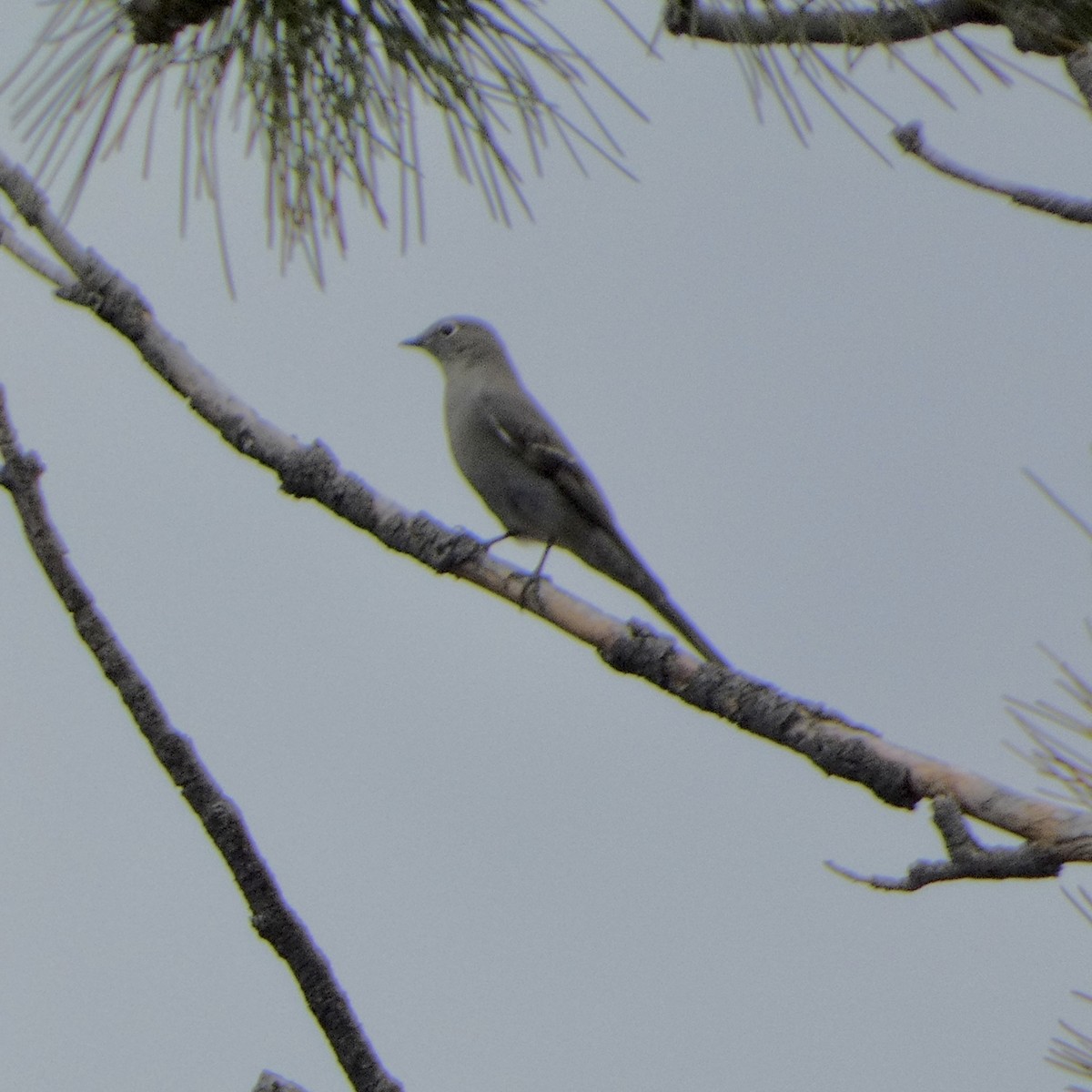 Townsend's Solitaire - ML642294162