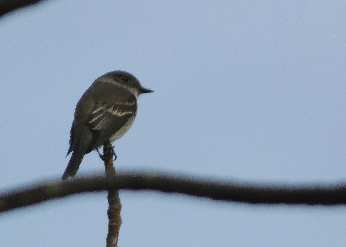 Western Wood-Pewee - ML642294164