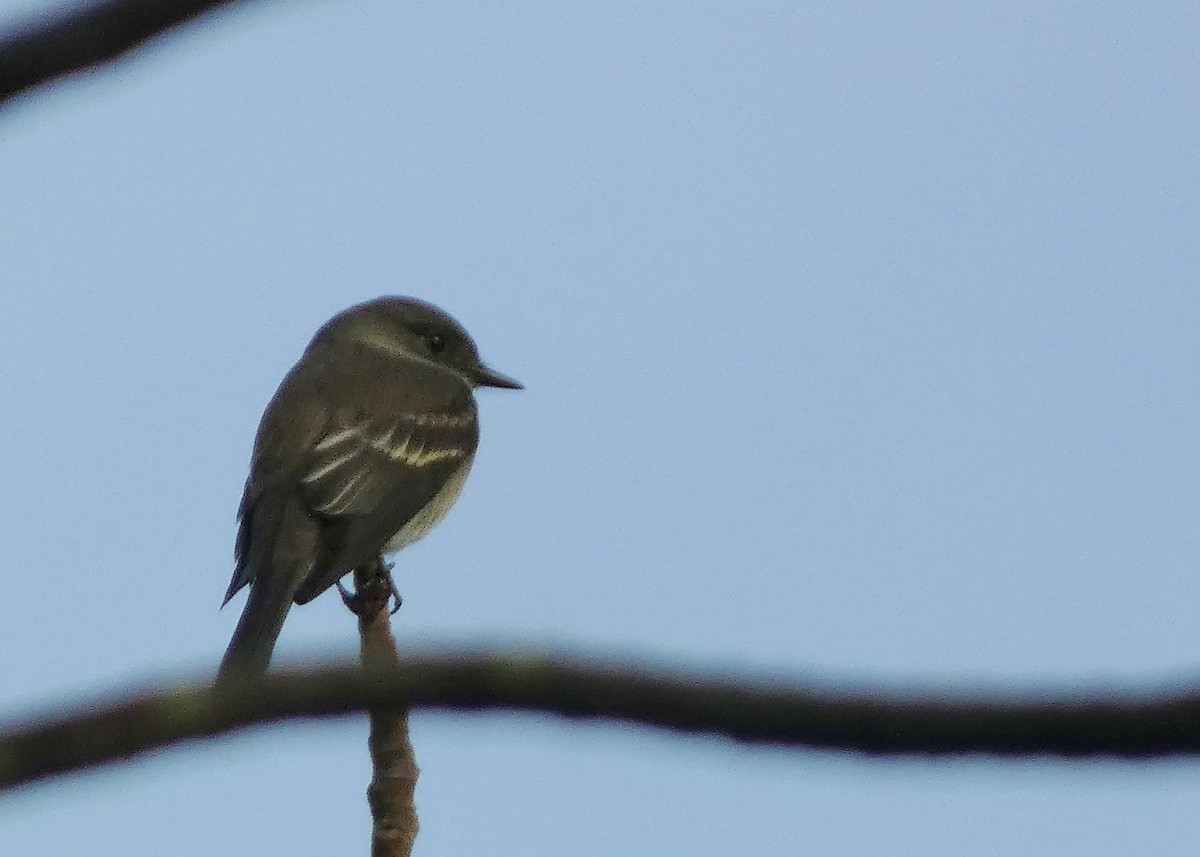 Western Wood-Pewee - ML642294165