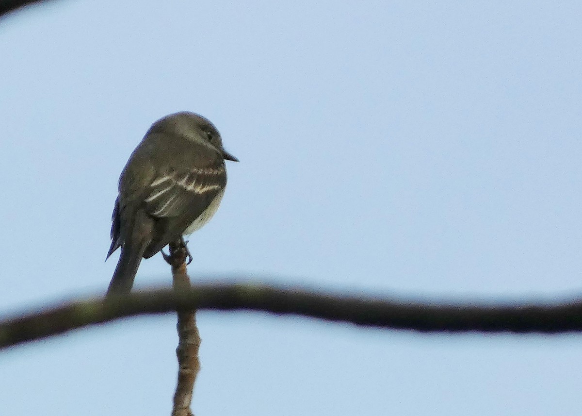 Western Wood-Pewee - ML642294166