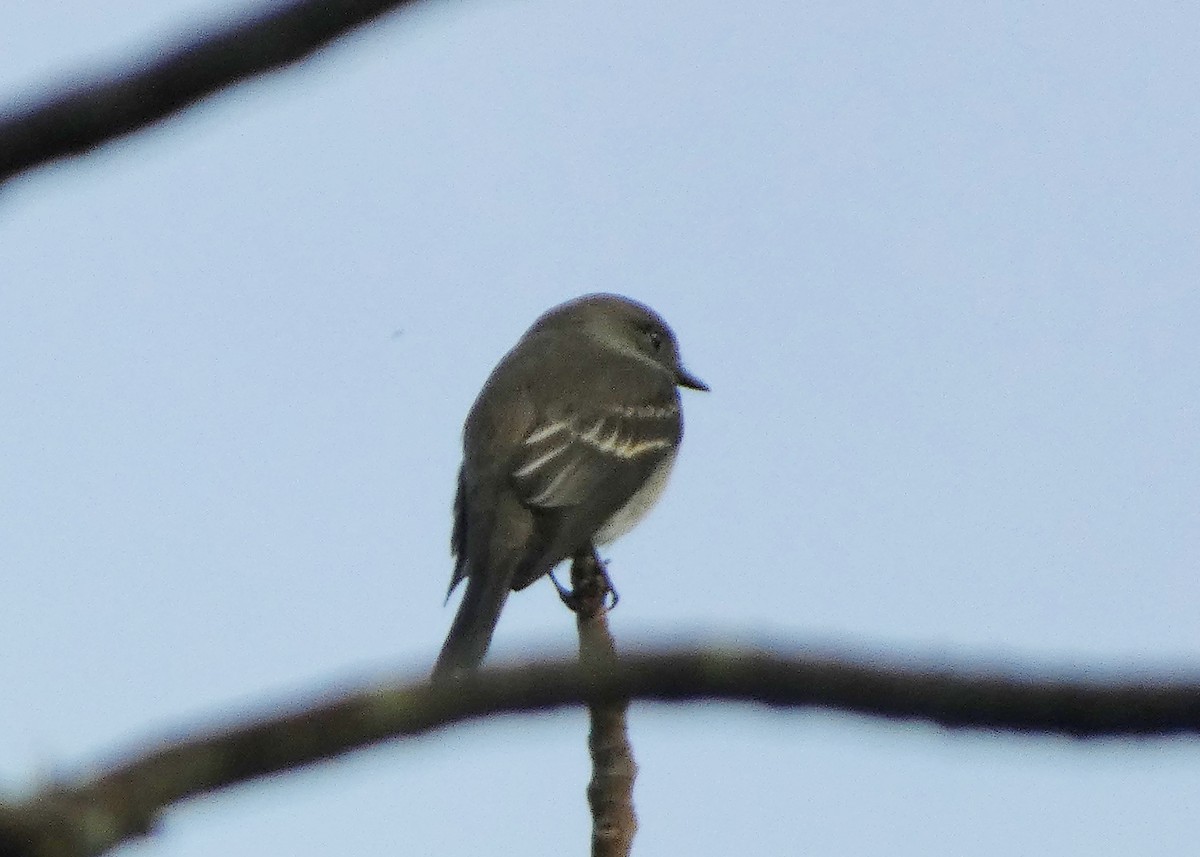 Western Wood-Pewee - ML642294167