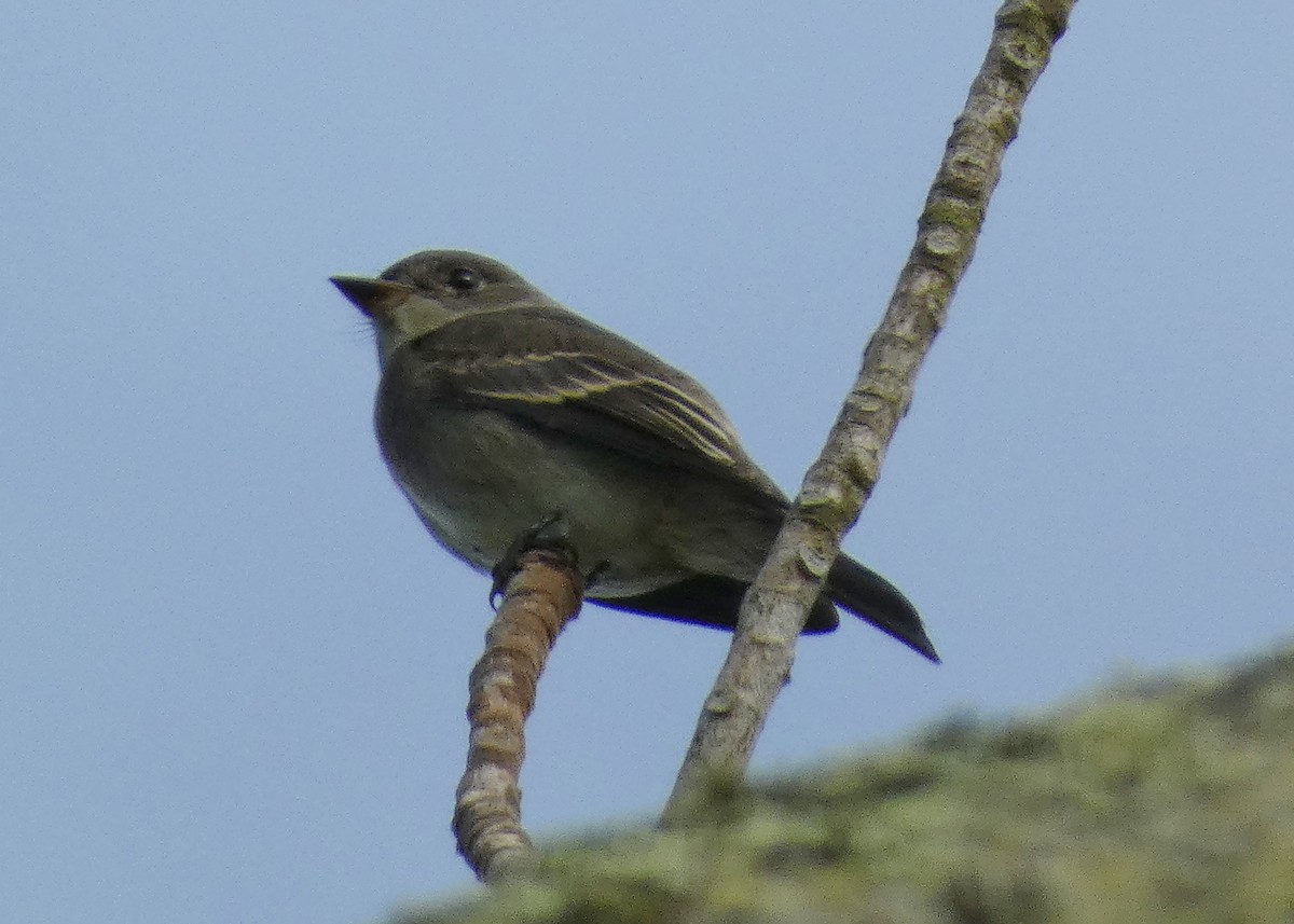 Western Wood-Pewee - ML642294168