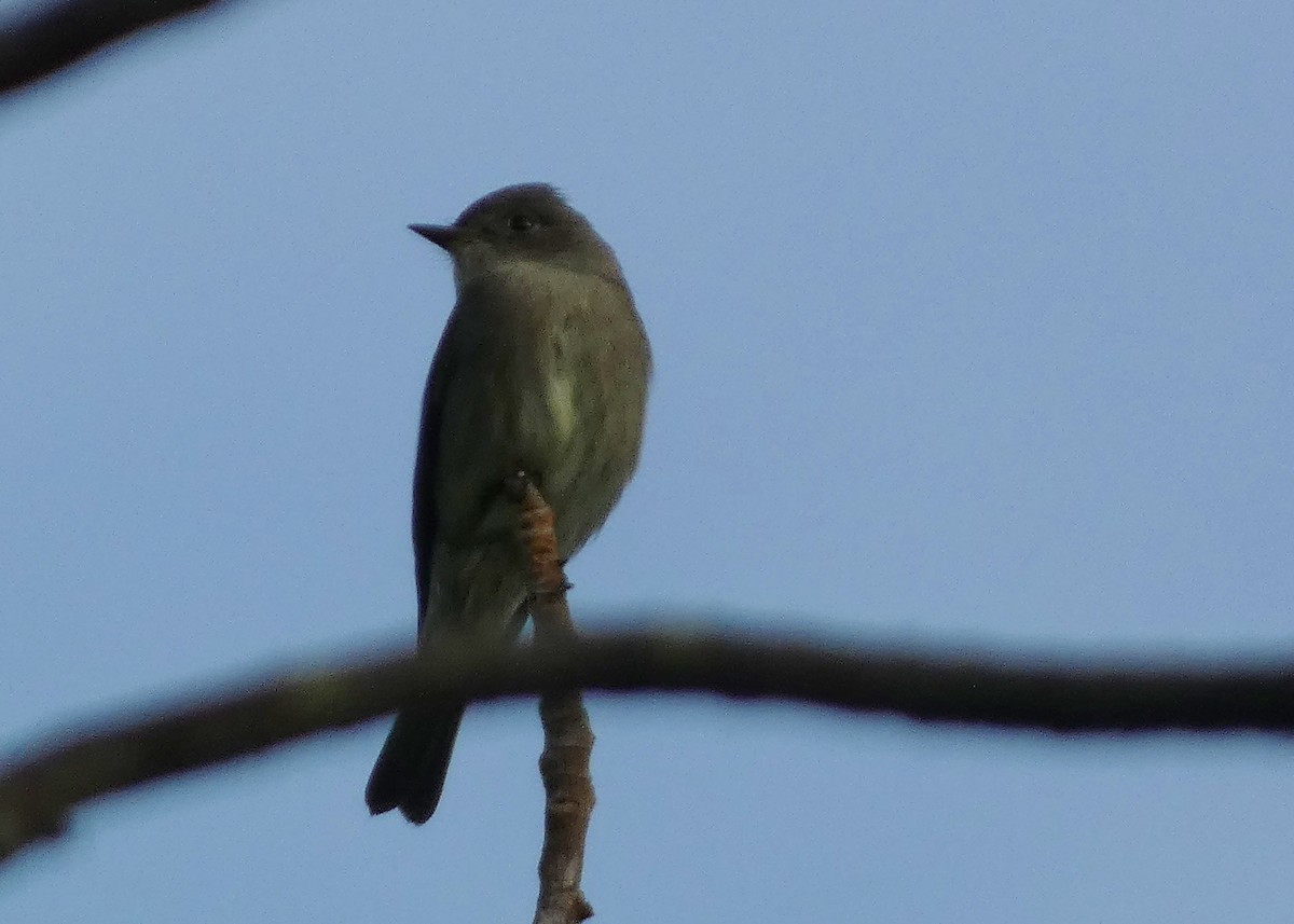 Western Wood-Pewee - ML642294169