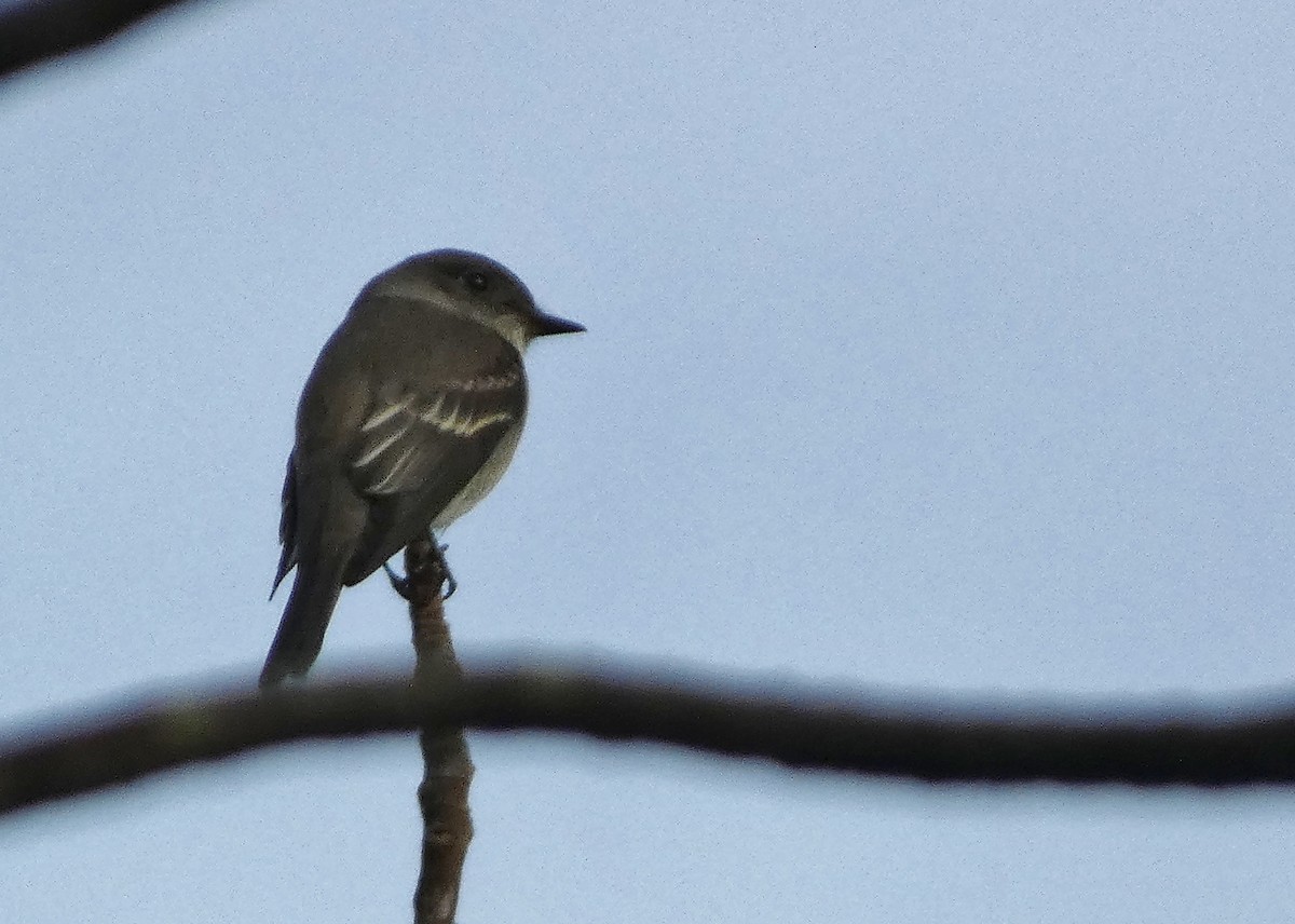 Western Wood-Pewee - ML642294172