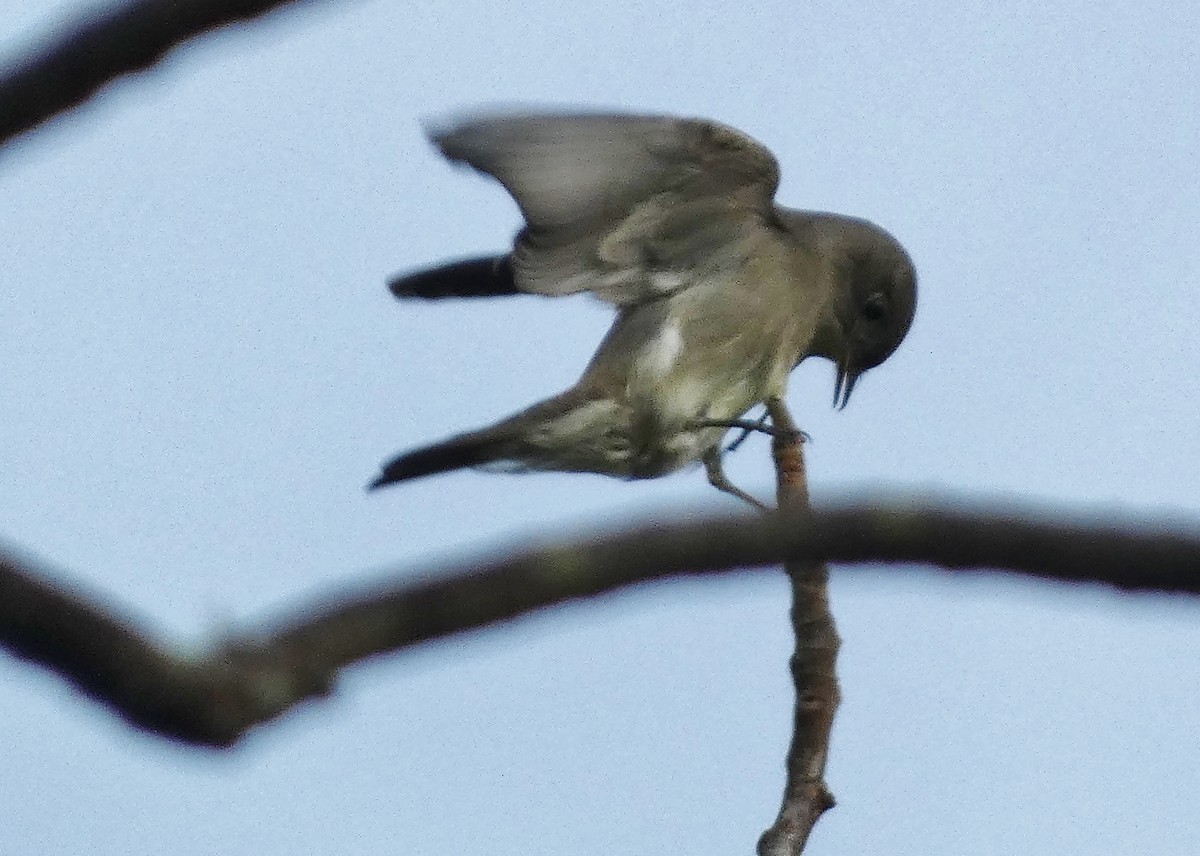 Western Wood-Pewee - ML642294173