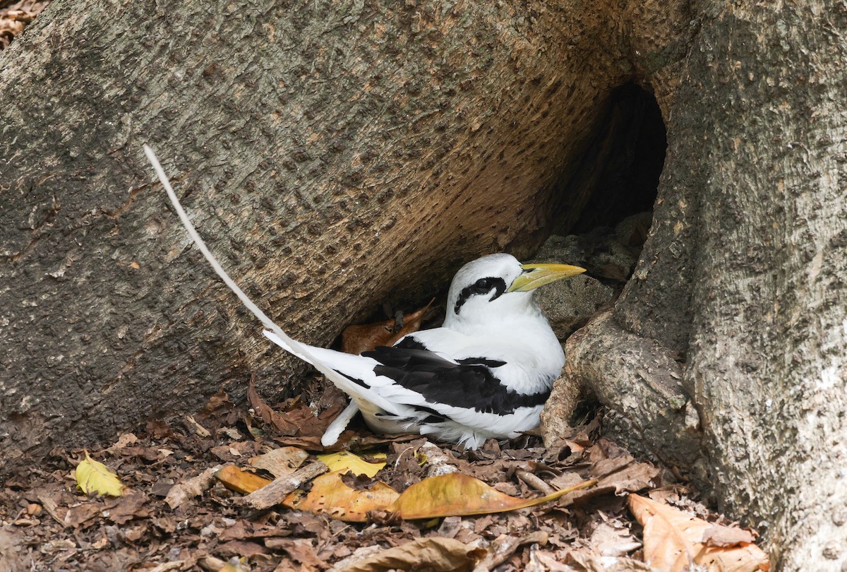 White-tailed Tropicbird - ML642294184