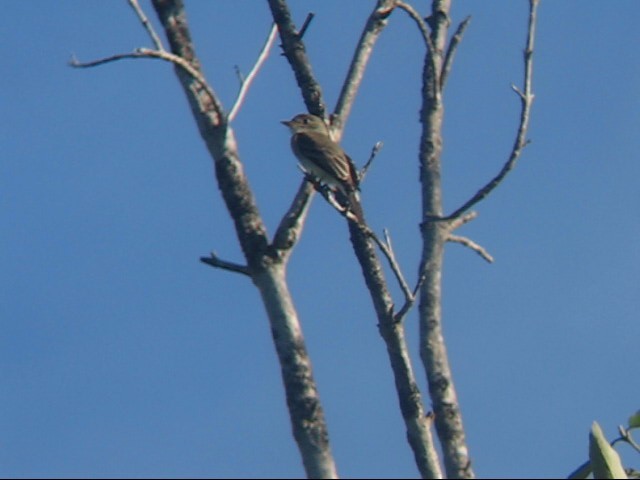 Northern Tropical Pewee - ML642294195