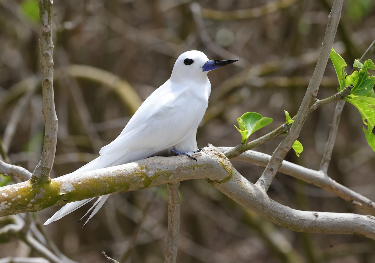 Blue-billed White-Tern - ML642294196