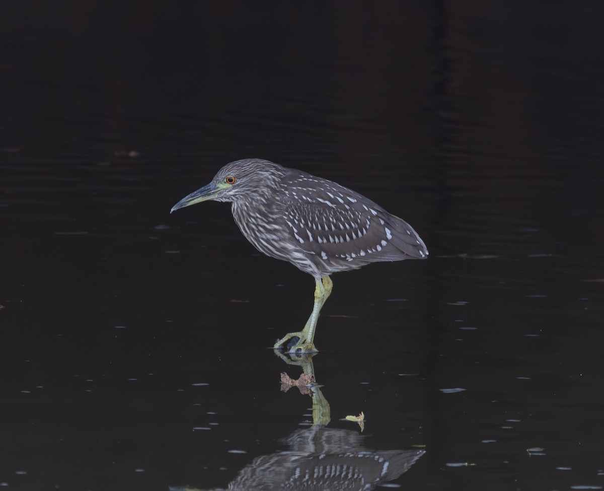 Black-crowned Night Heron - ML642294200