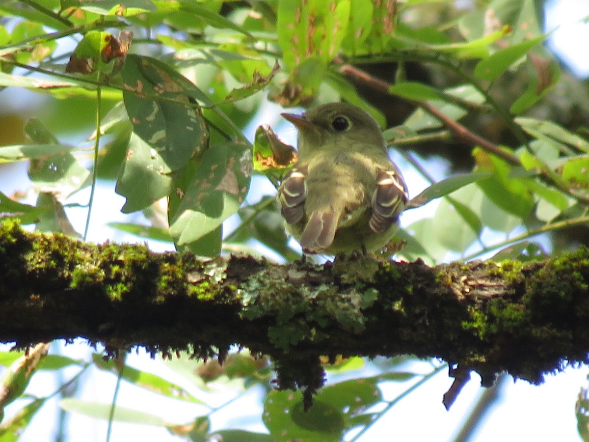 Yellow-bellied Flycatcher - ML642294209