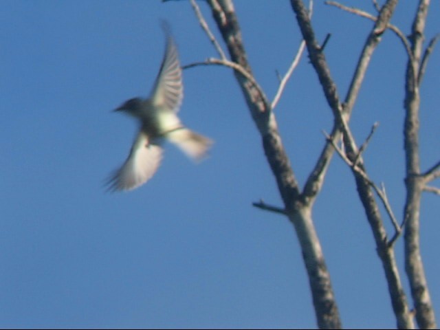 Northern Tropical Pewee - ML642294212
