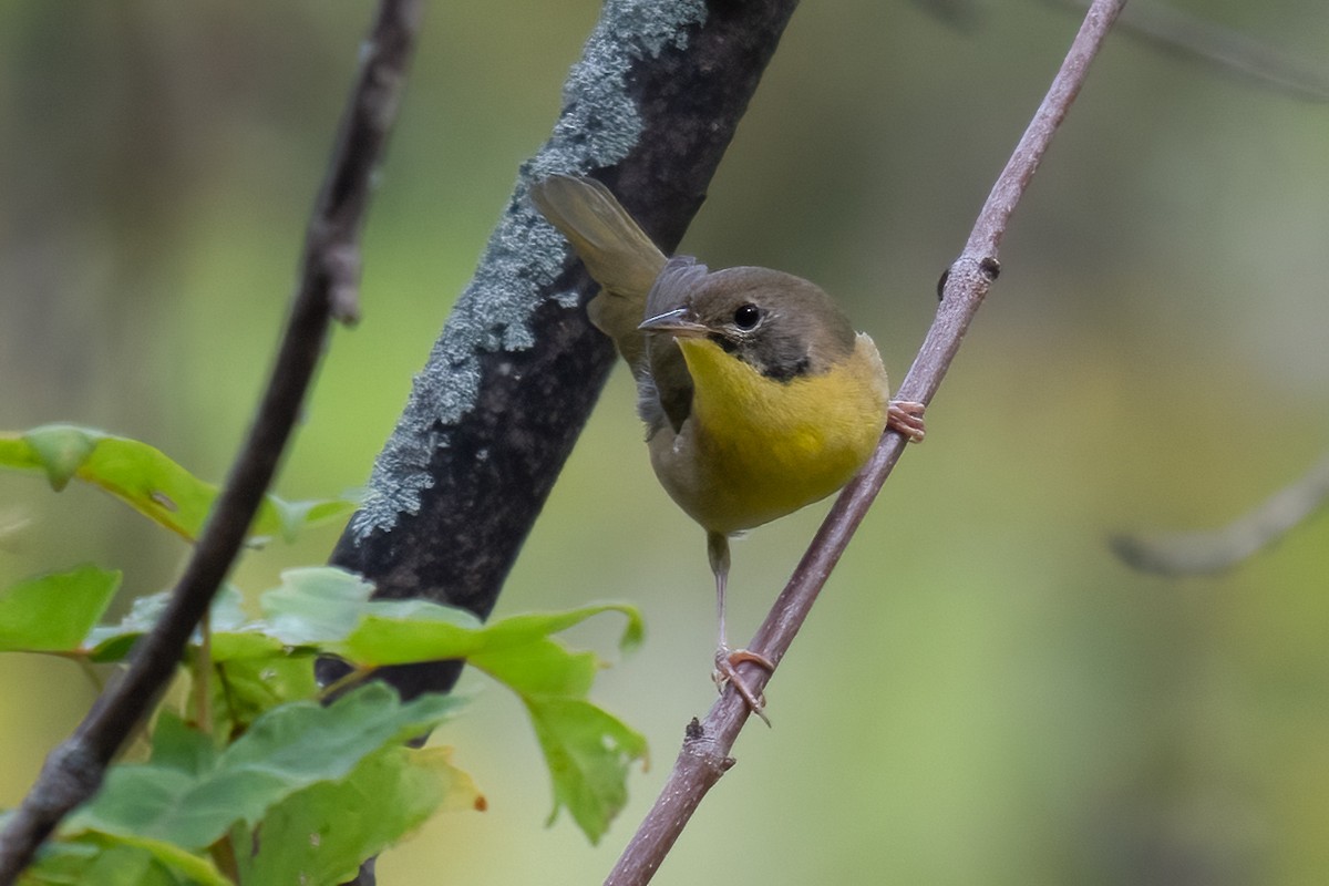Common Yellowthroat - ML642294215