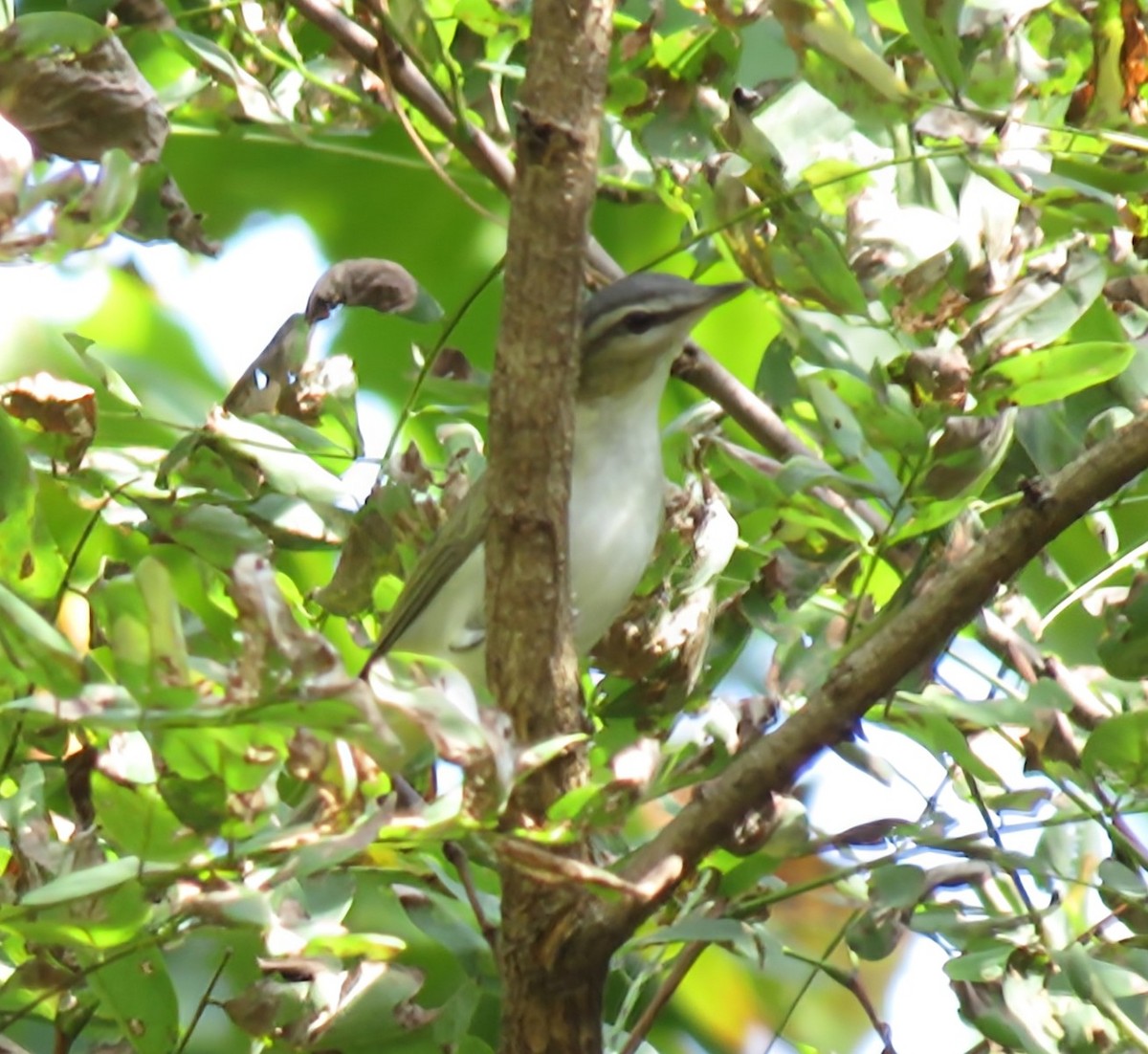 Red-eyed Vireo - ML642294220