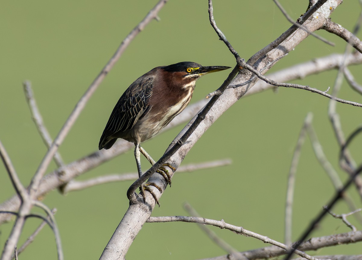 Green Heron - ML642294222