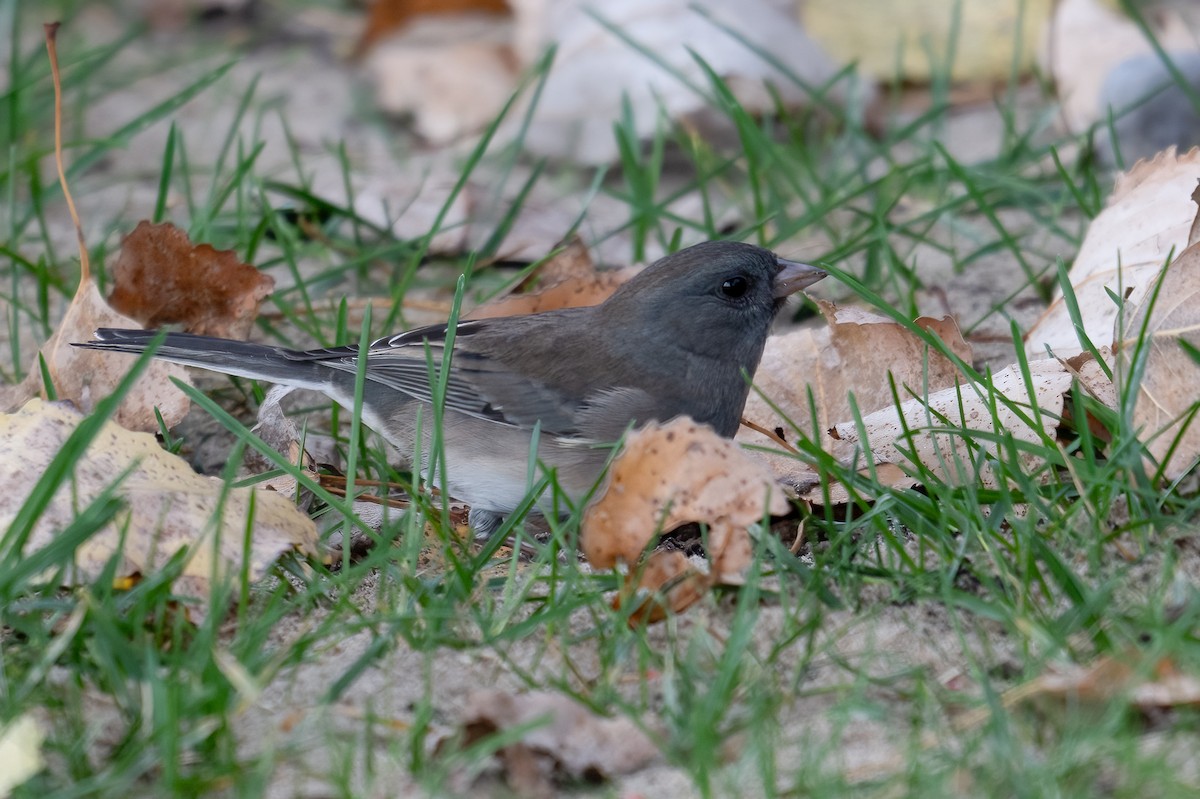 Dark-eyed Junco - ML642294226
