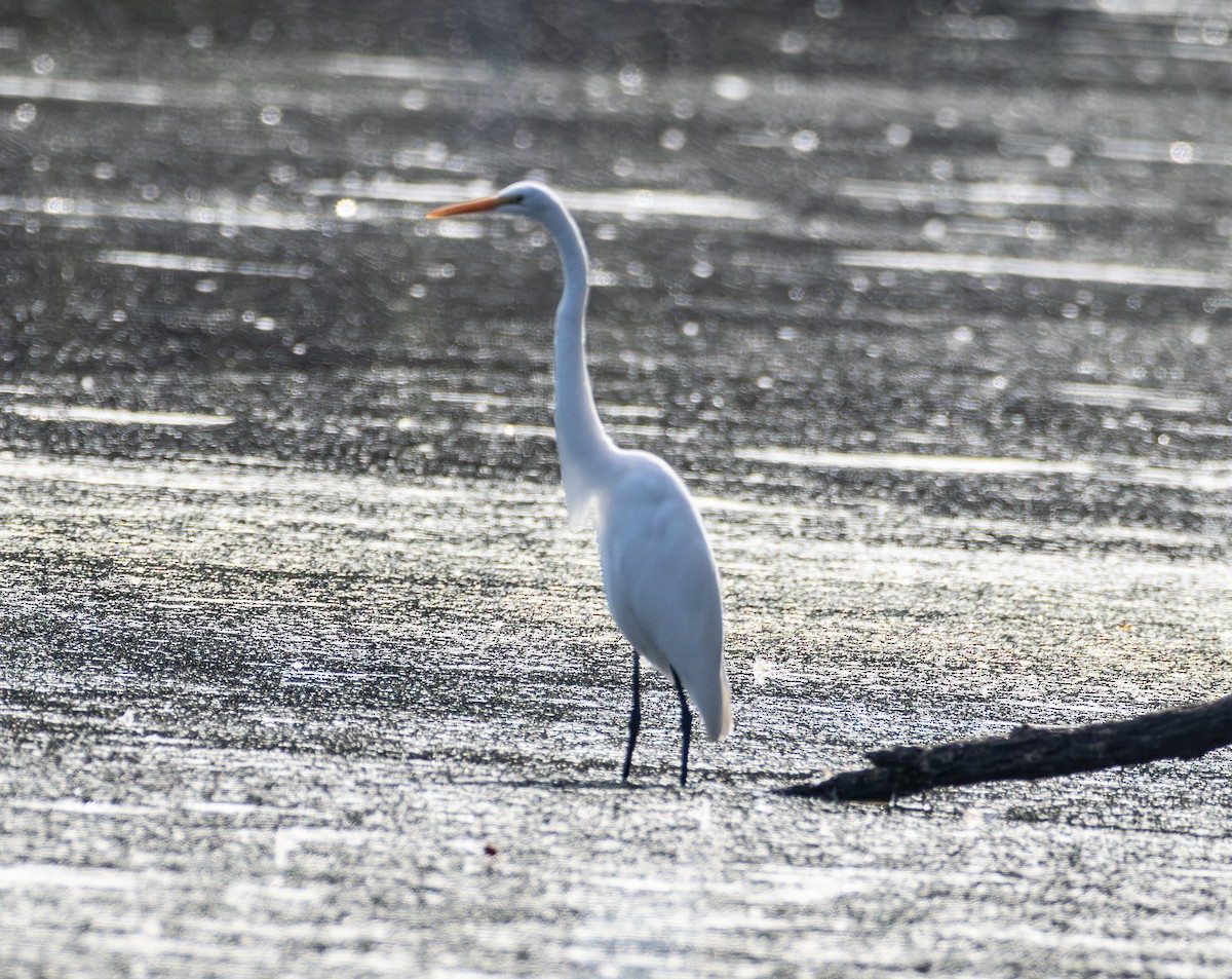 Great Egret - ML642294232