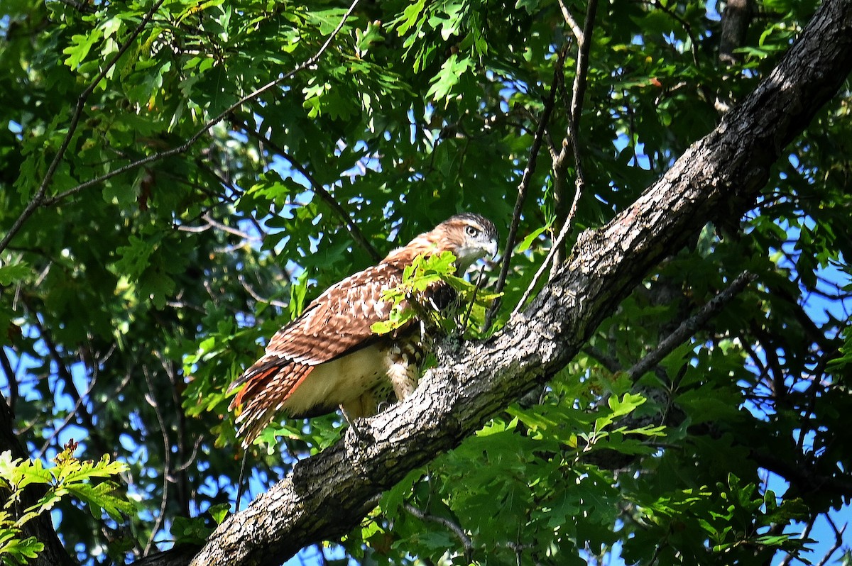 Rotschwanzbussard - ML642294246