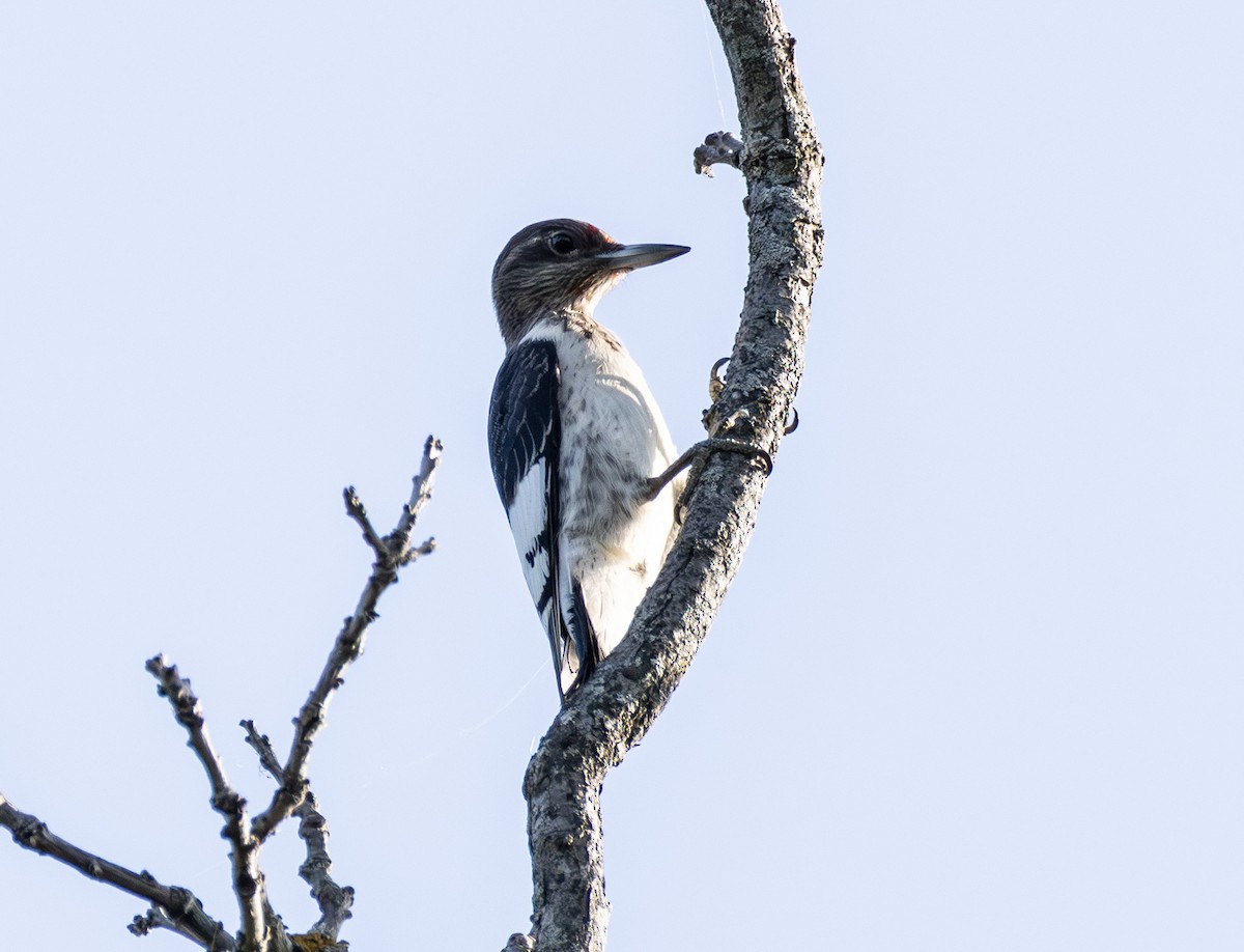 Red-headed Woodpecker - ML642294247