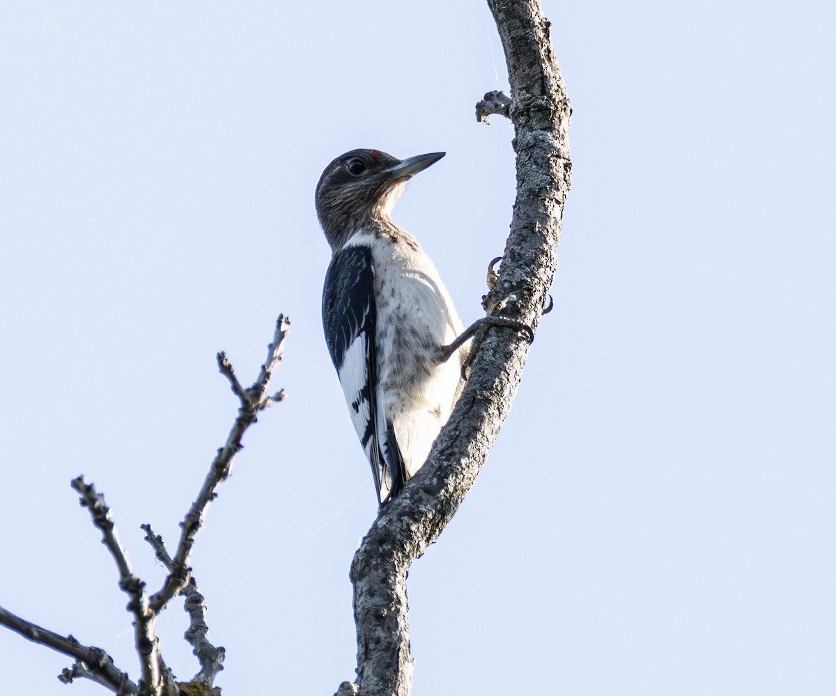 Red-headed Woodpecker - ML642294248