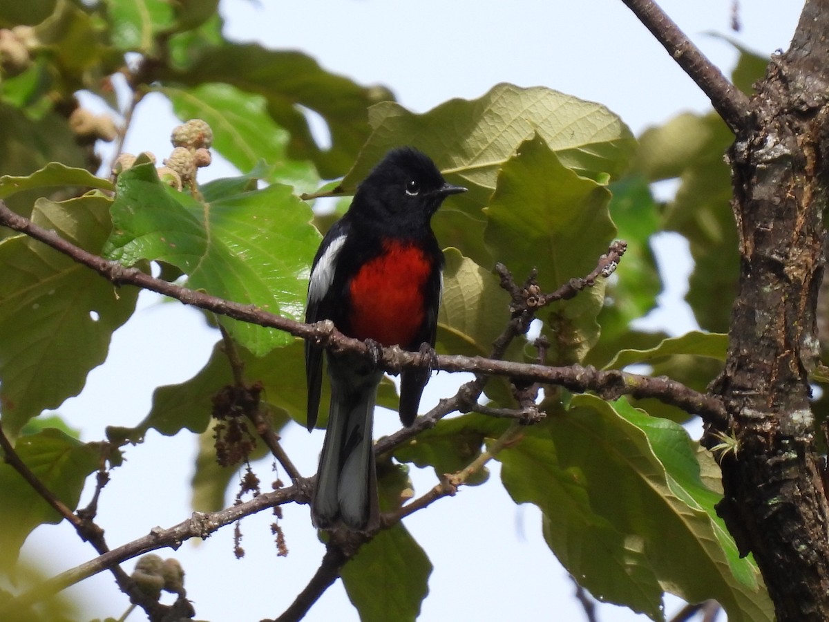 Painted Redstart - ML642294255