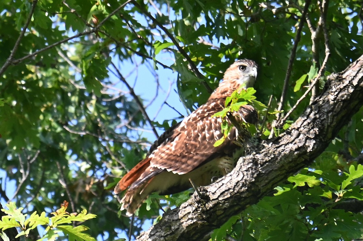 Rotschwanzbussard - ML642294257