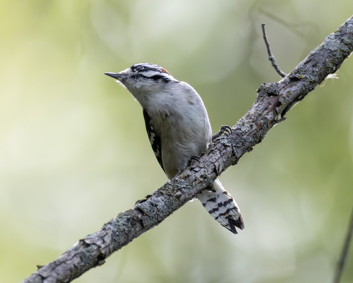 Downy Woodpecker - ML642294265