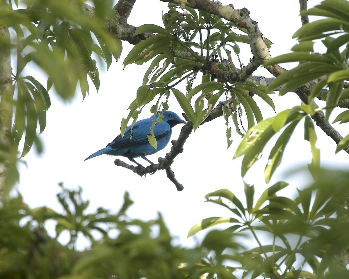 Plum-throated Cotinga - ML642294281
