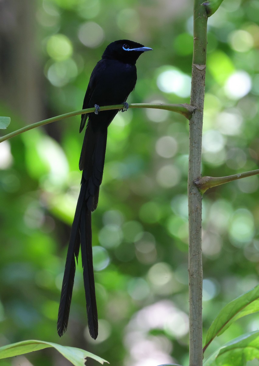 Seychelles Paradise-Flycatcher - ML642294290