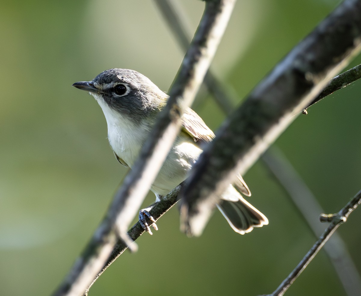 Blue-headed Vireo - ML642294303