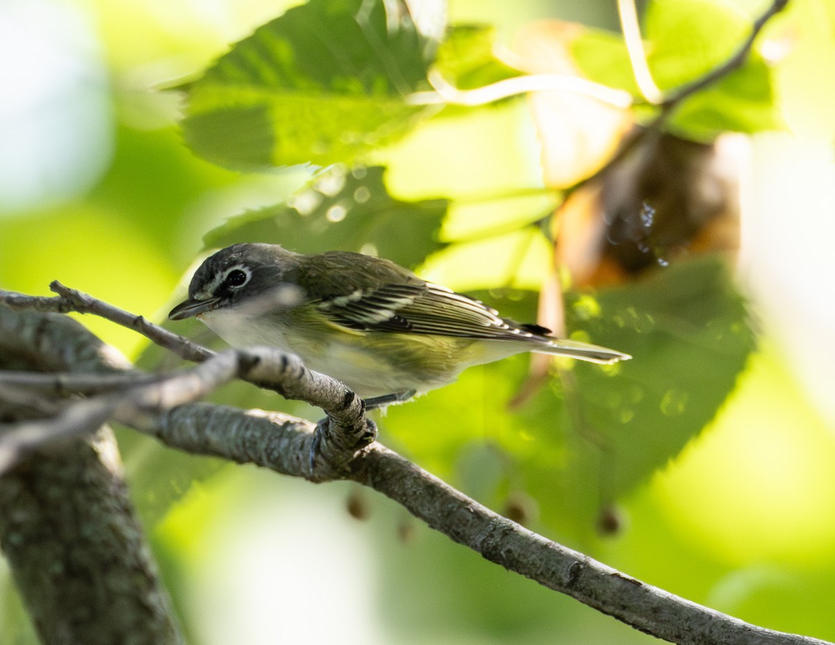 Blue-headed Vireo - ML642294304