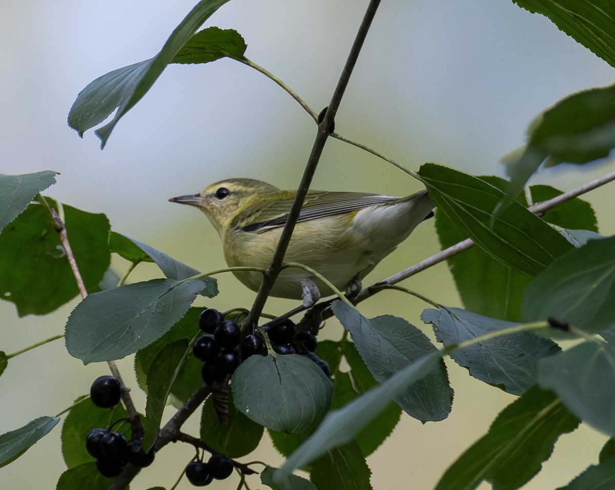 Tennessee Warbler - ML642294328