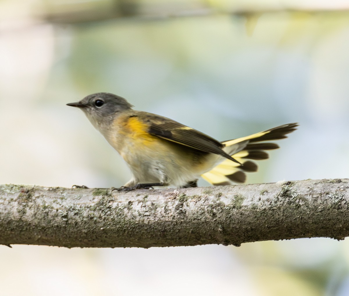 American Redstart - ML642294348