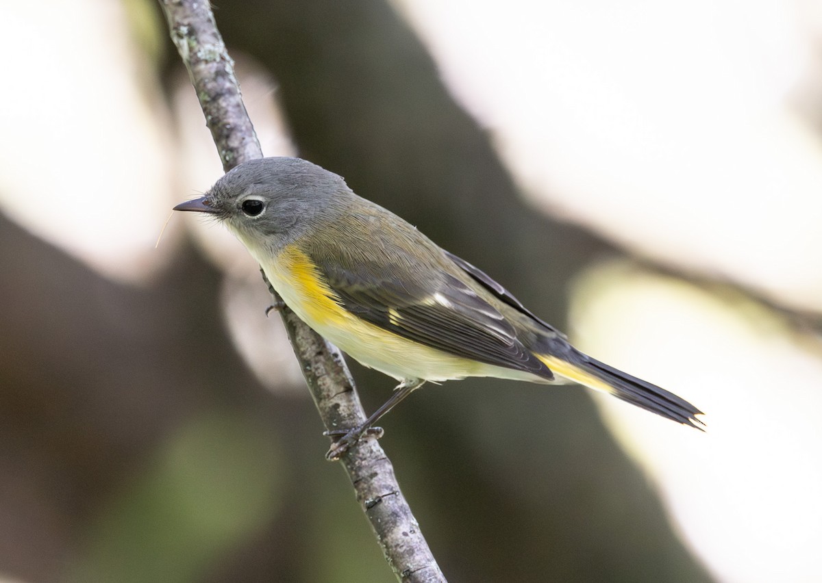 American Redstart - ML642294349
