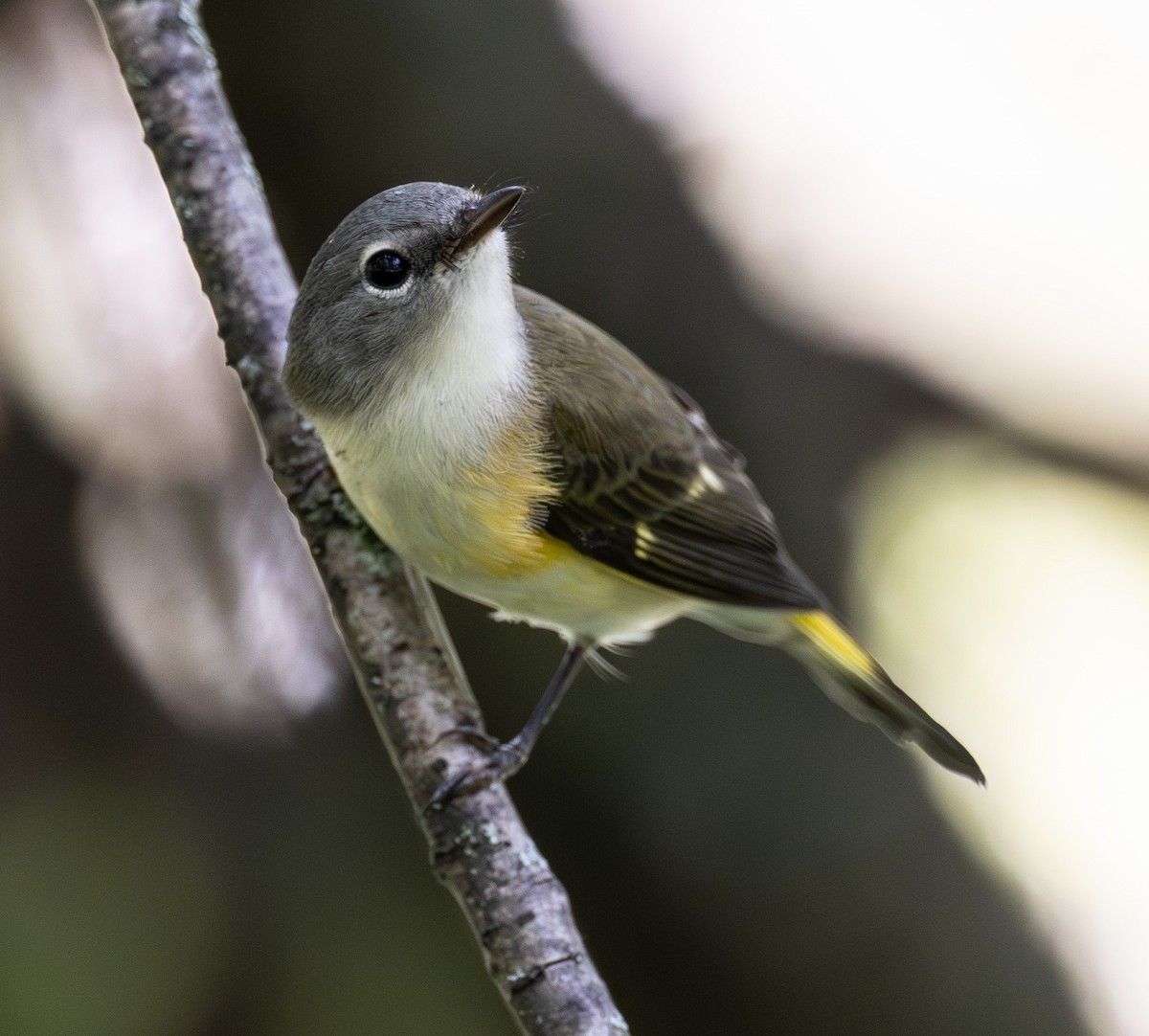 American Redstart - ML642294350