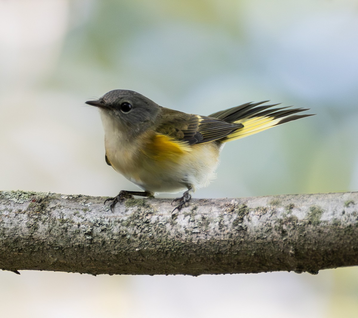 American Redstart - ML642294351