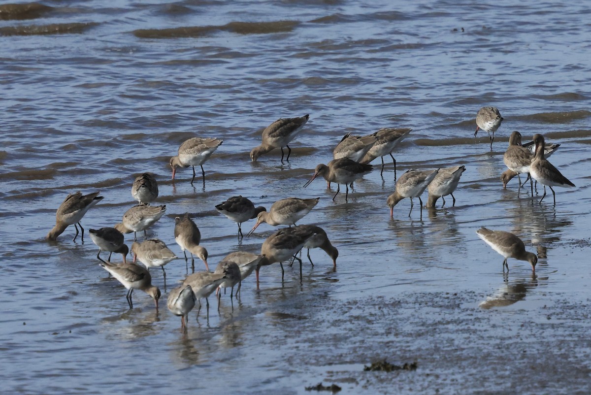 Black-tailed Godwit - ML642294362