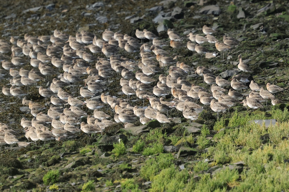 Black-tailed Godwit - ML642294363