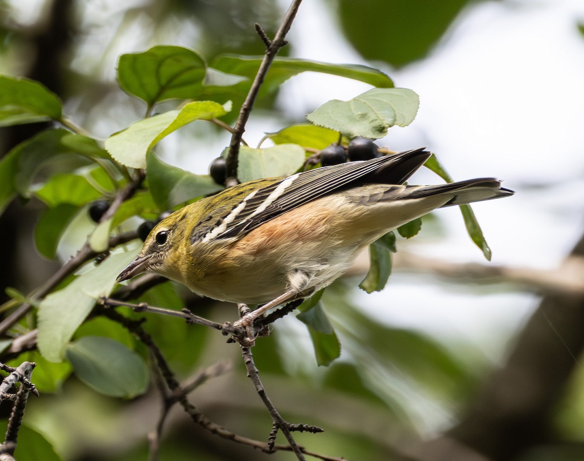 Bay-breasted Warbler - ML642294368