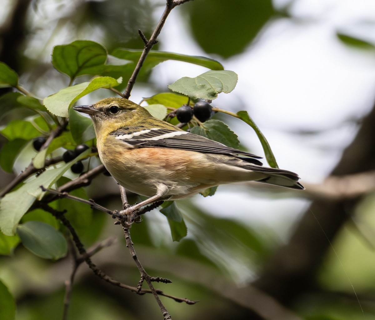 Bay-breasted Warbler - ML642294369